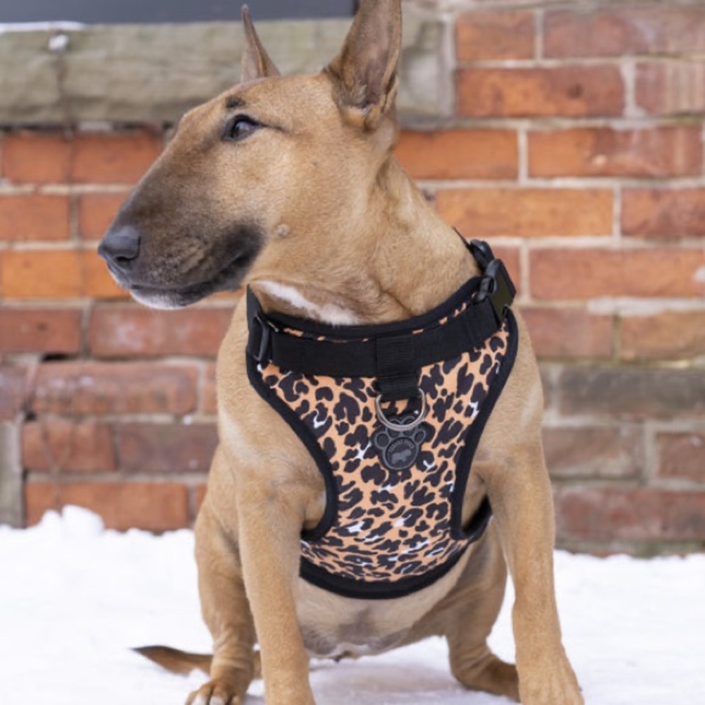 Canada Pooch leopard print The Everything harness sz L. NWT